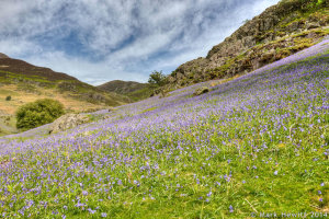 Field Of Bluebells