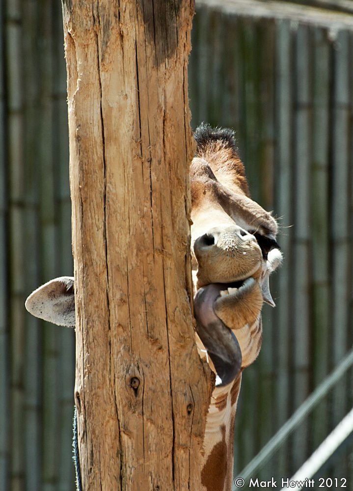Hide & Seek