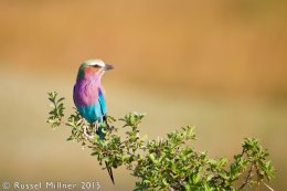 Lilac Breasted Roller