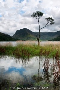 Lone Tree Over Buttermere