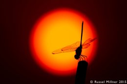 Miss Saigon