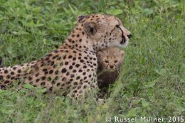 Mothers Protection