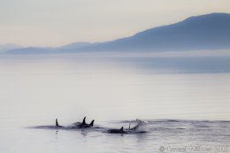 Orcas In The Early Morning