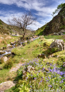 Rannerdale Stream 2