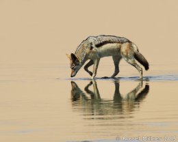 Sandwich Harbour (Silver Backed Jackal)