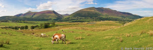Skiddaw & Blencathra From Low Rigg