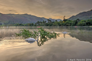 Ullswater Swans