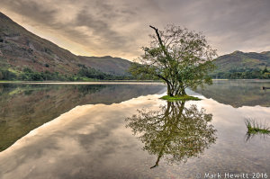 Ullswater Tree