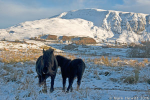 Wild Ponies At Low Rigg