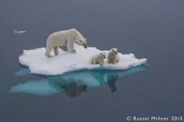 Will There Be Ice When We Grow Up?