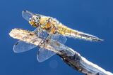 Four Spotted Chaser Dragonfly