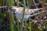 Tree Pipit With Common Blue Damselfly In Beak