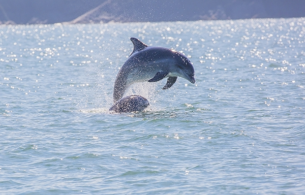 Leaping Bottlenose Dolphin Cardigan Bay