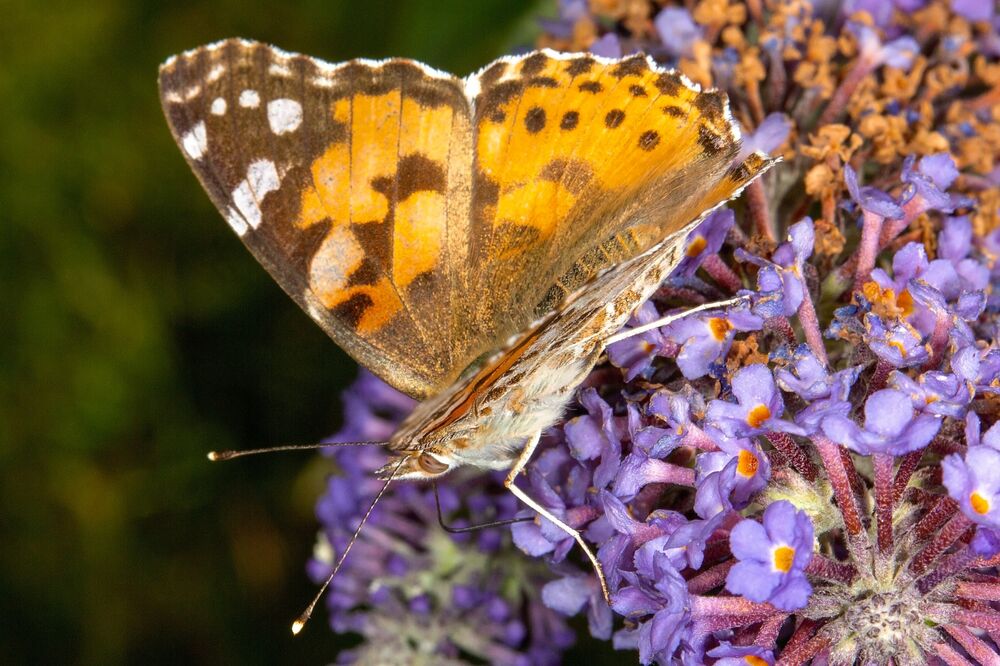 Painted Lady On Buddliea