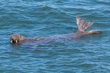 Arctic Walrus Tenby