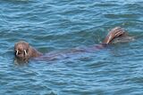 Arctic Walrus Tenby