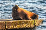 Arctic Walrus Tenby
