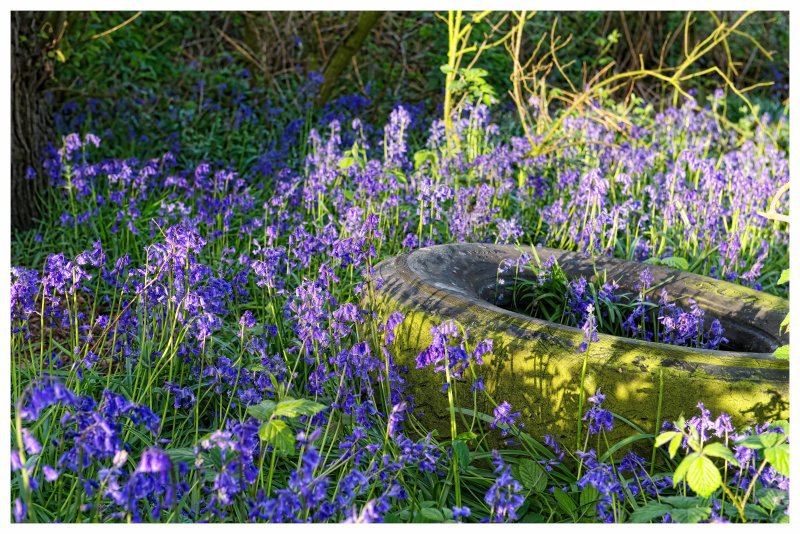 Bluebells