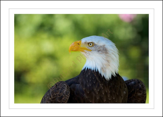 American Bald Eagle