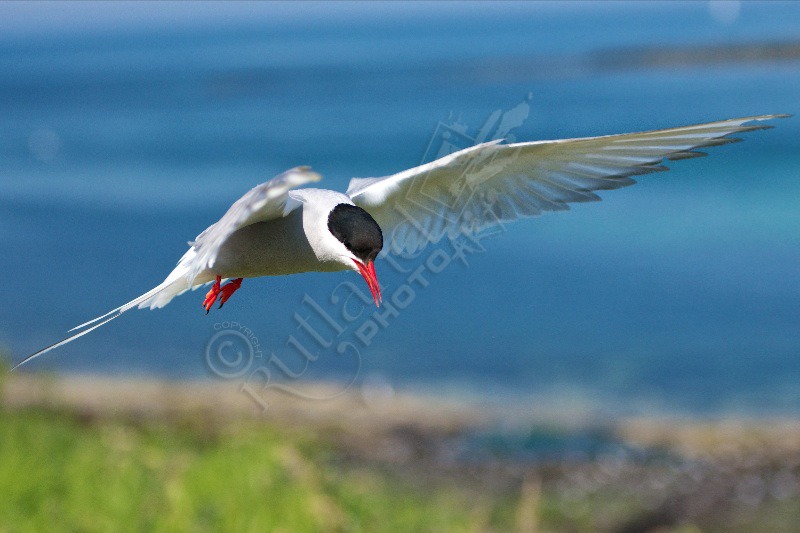 Arctic Tern in flight