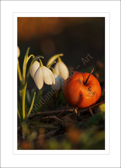 Autumn Gold