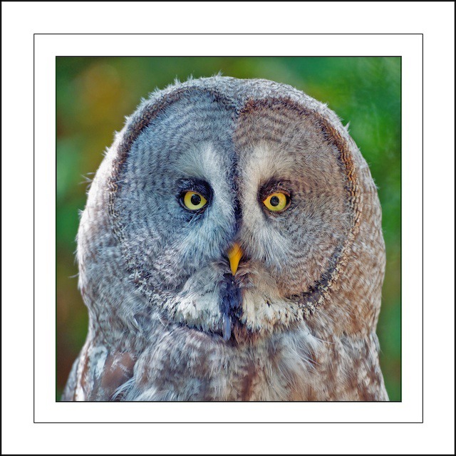 Bright eyes