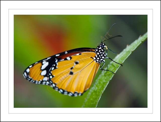 Orange Beauty
