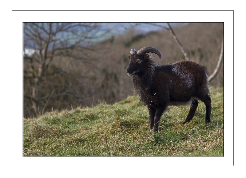 Cheddar Gorge Goats
