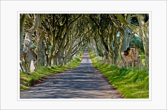Dark Hedges, Stranocum, Ireland