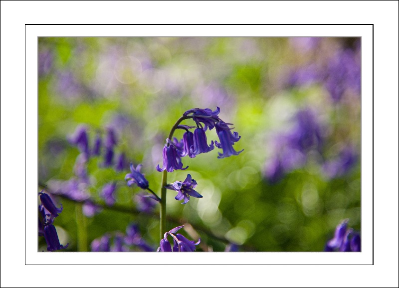 Dreamy Bluebell