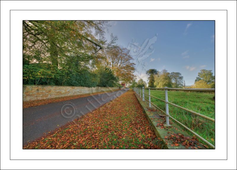 Leafy Lane