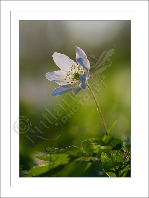 Spring Flower