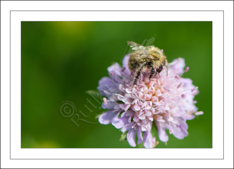 Honey Bee