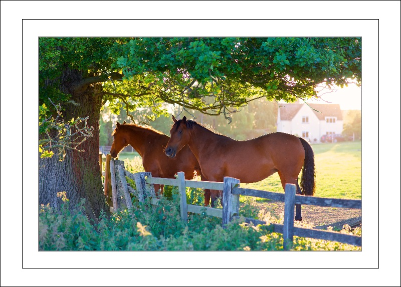 Horses in the late summer sun