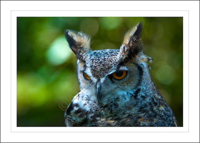 Long Eared Owl