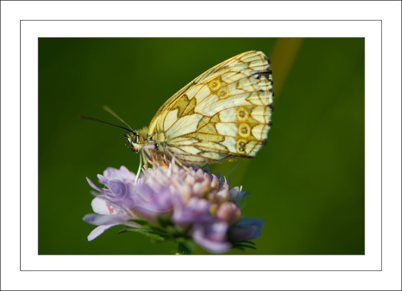Marbled White Butterfly