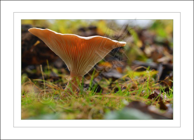 Wild Mushrooms;but are they good to eat....?