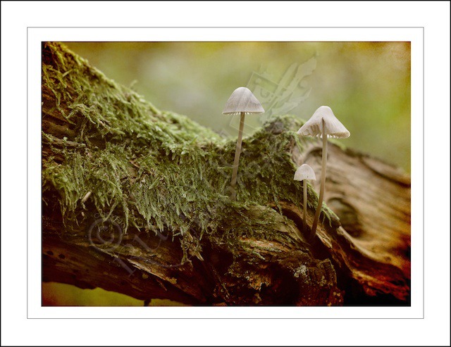 Ancient Woodland Mushrooms