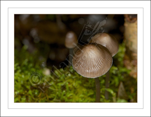 Overhead Mushrooms
