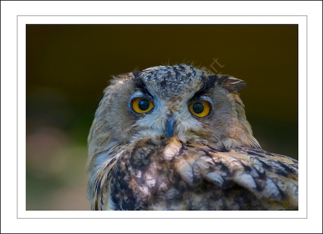 Bright eyed and bush tailed