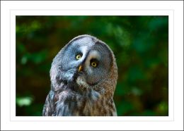 The Rutland Falconry & Owl Centre