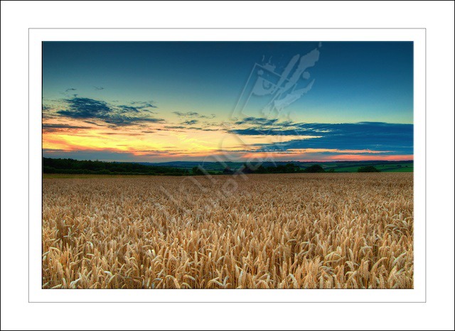 Wheat Fields at Sunset.....