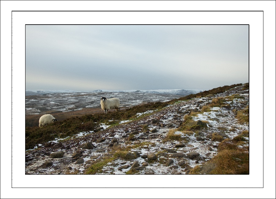 Sheep on Stanage