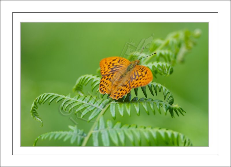 Silver Washed Fritillary Butterfly