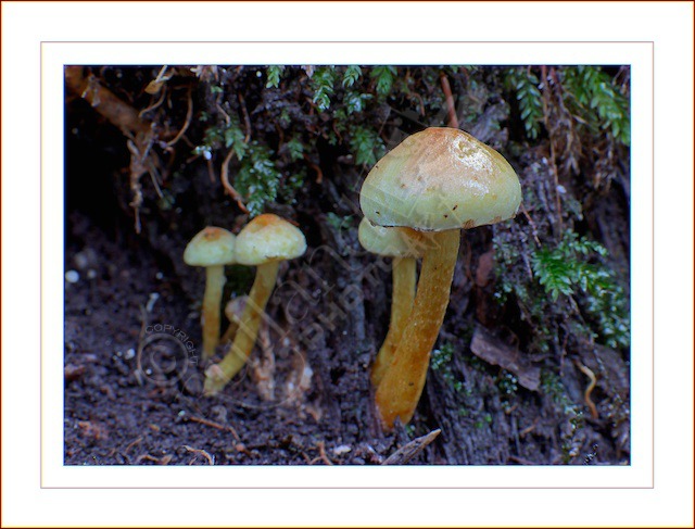 Down low with the Shrooms....