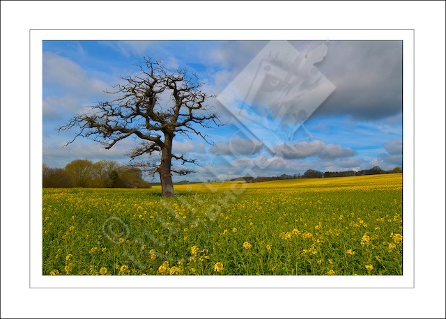 Spring time in Rutland