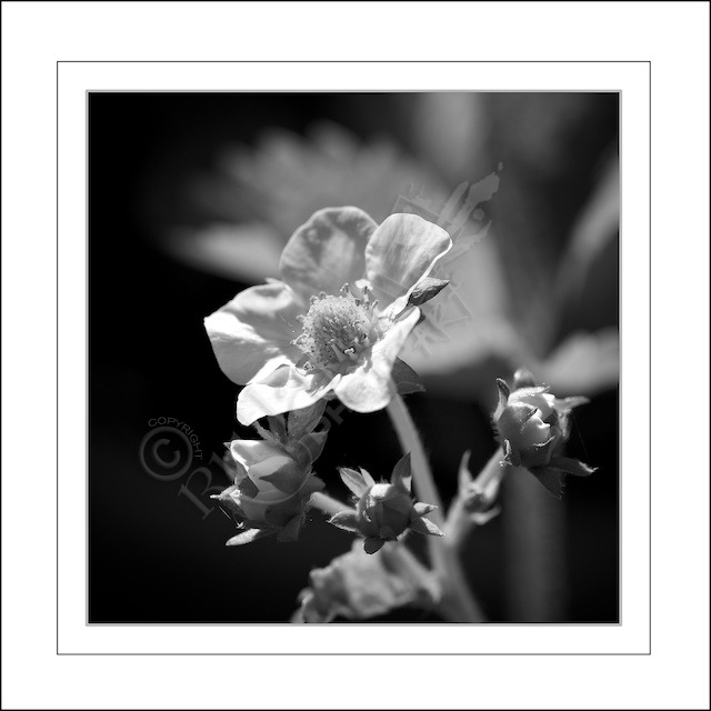 Strawberry Flower in Monochrome