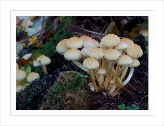 Sulpher Tuft at Prior's Coppice