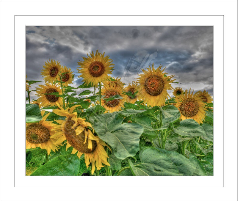 Sunflowers