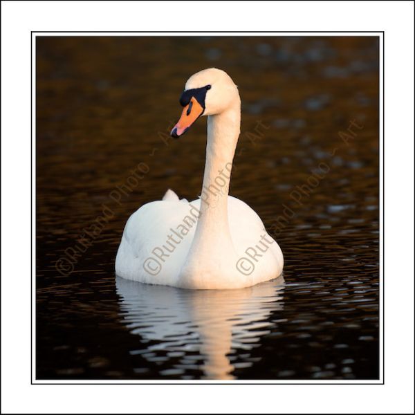 Sun bathed Swan